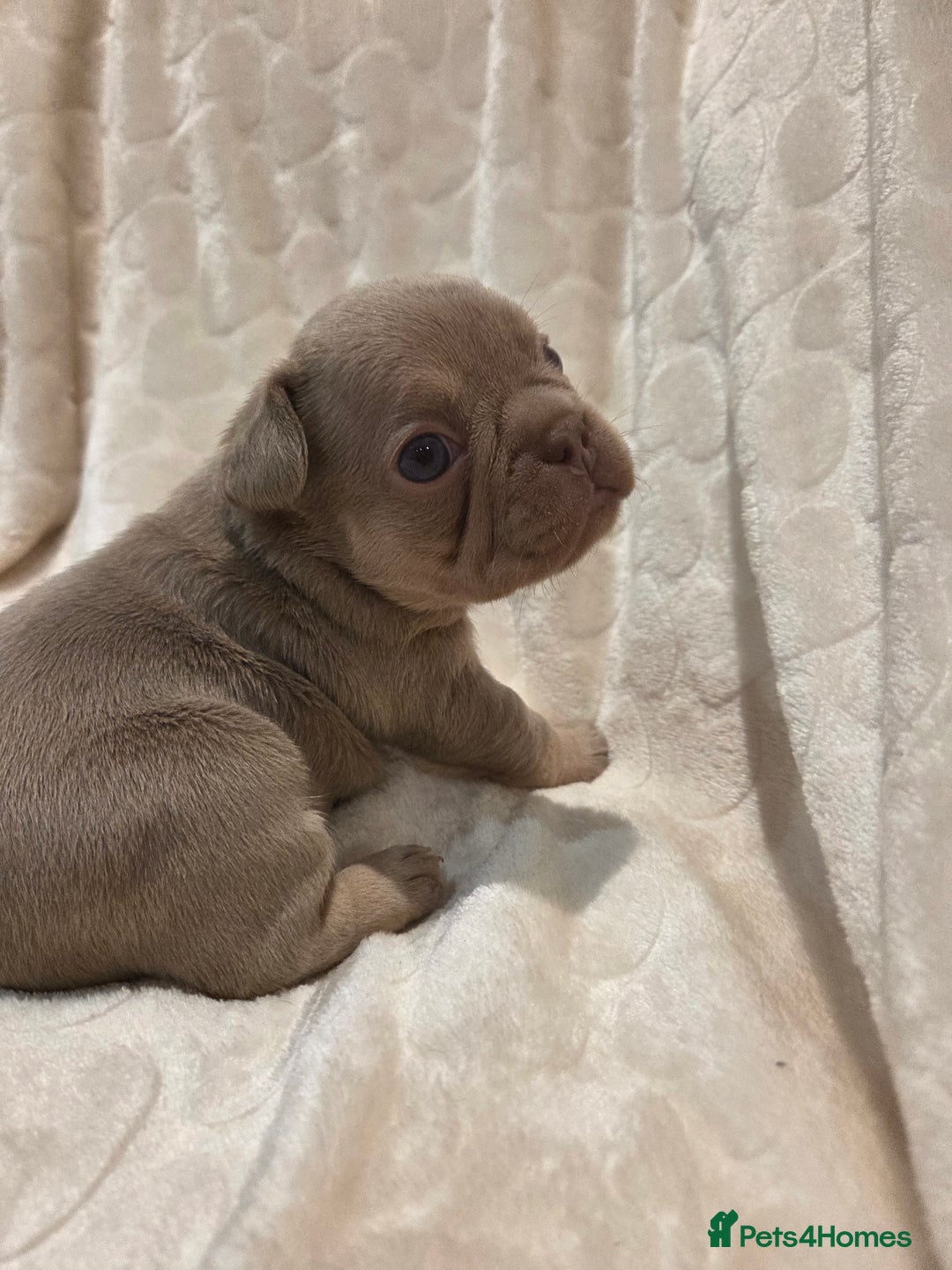 French Bulldog dogs for sale: Isabella & lilac & tan chunky frenchies - Advert 28