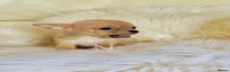 Chihuahua dogs for sale: 3 Male Extra Extra Small Chihuahua pups - Advert 21