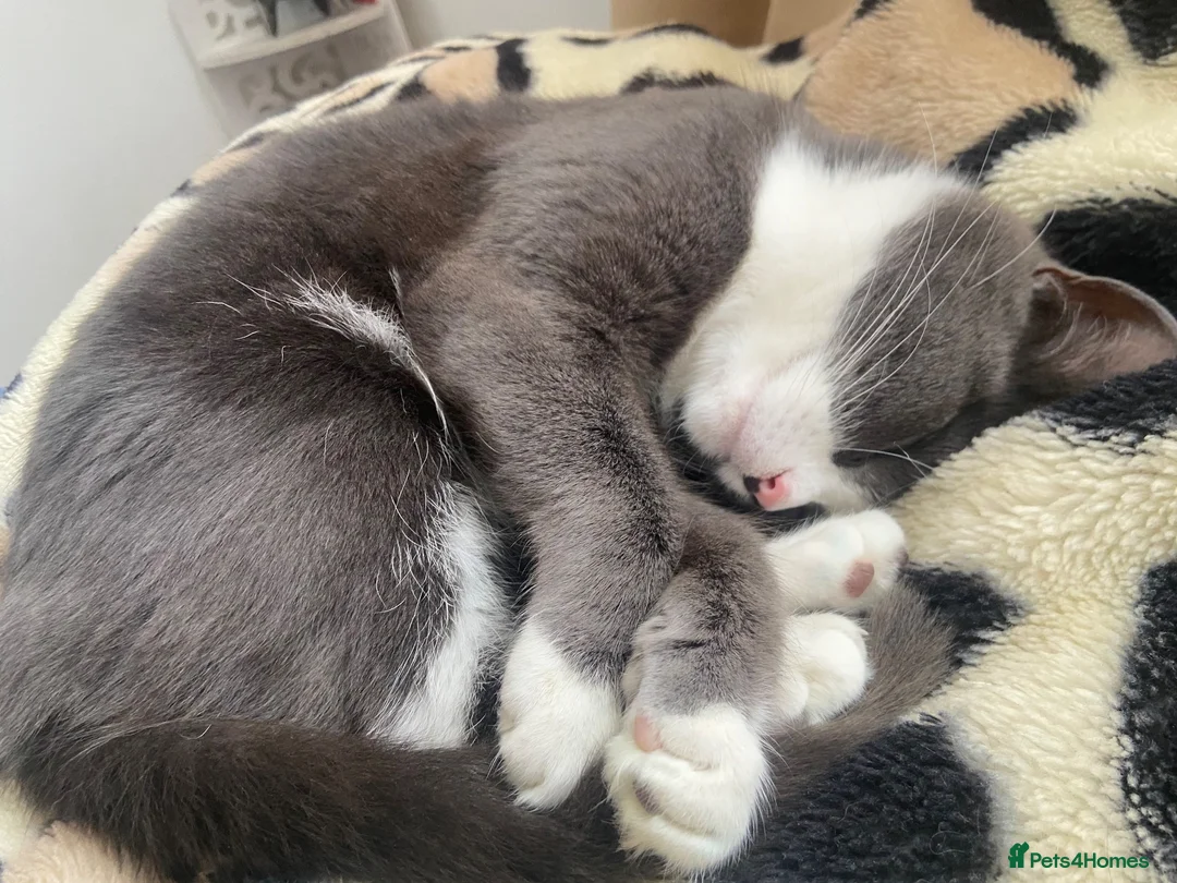 Mixed Breed cats for sale: grey cat - Advert 5