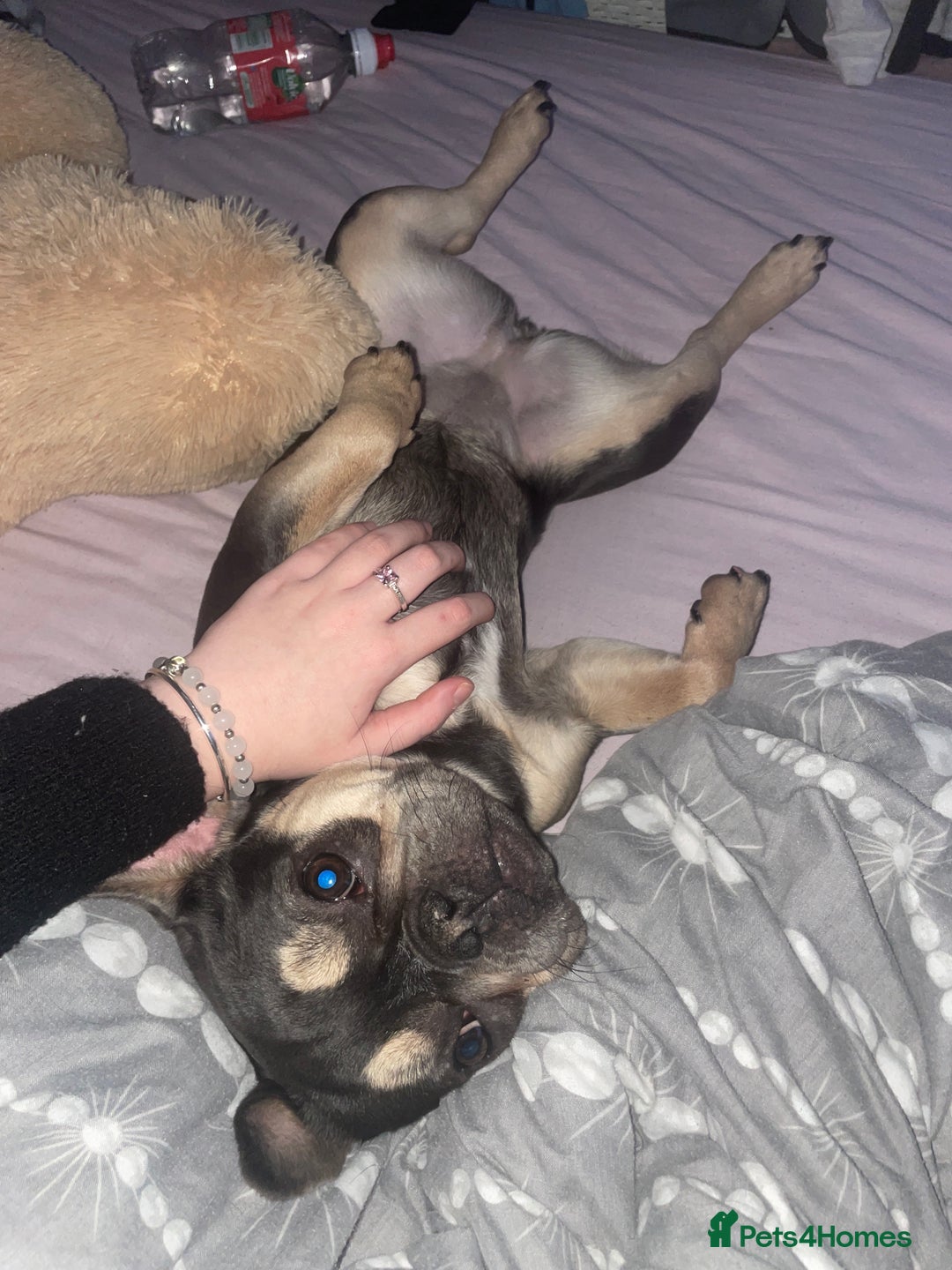 French Bulldog dogs for sale: French bulldog - Advert 5