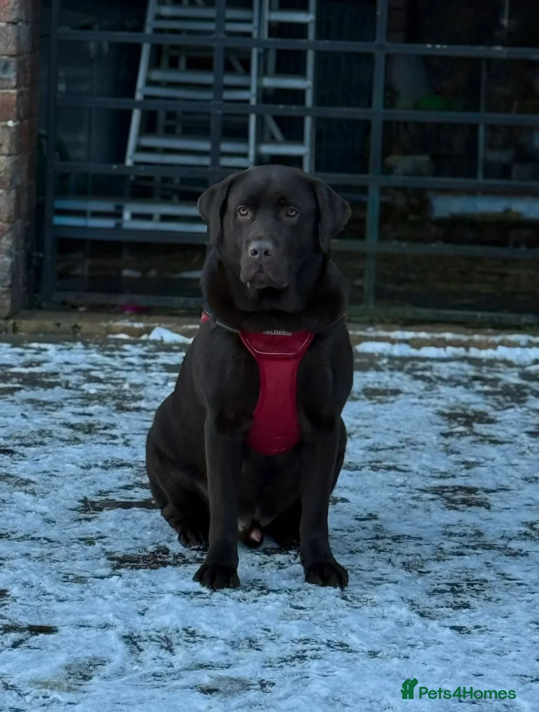 Labrador Retriever dogs for sale: Labrador Puppies Due Soon  - Advert 8