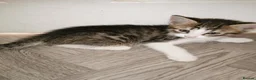 Norwegian Forest Cat cats for sale: For sale// Ready for collection - Advert 7