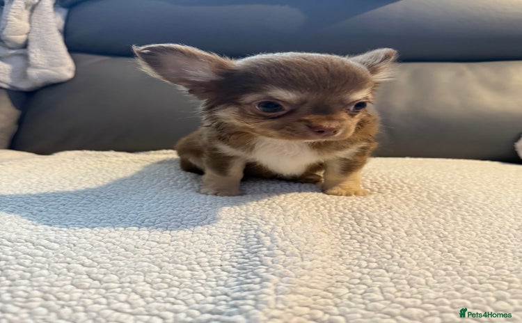 Chihuahua dogs - Advert 1