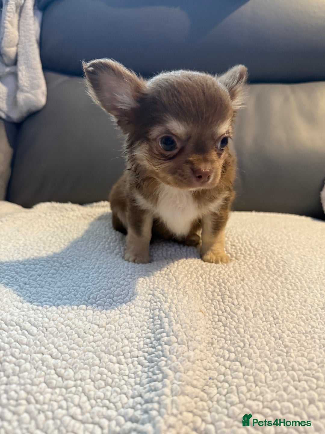 Chihuahua dogs for sale: Stunning litter of 5 long coat chihuahuas - Image 1