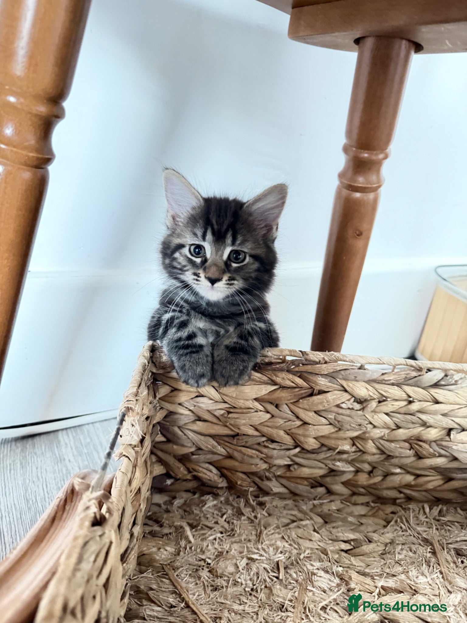 Mixed Breed cats 7 Adorable Mixed Breed Kittens - Advert 8