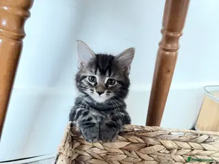 Mixed Breed cats 7 Adorable Mixed Breed Kittens - Advert 8