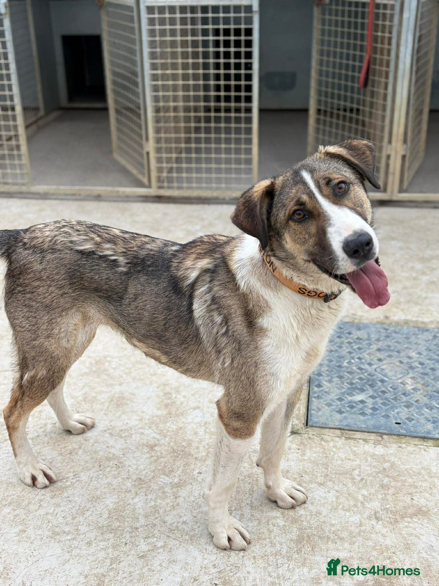 Mixed Breed dogs BLANCA - 2 yo girl bringing the fun and laughter - Advert 1