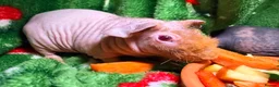 Guinea Pig rodents for sale: Skinny Pig Babies Boy & Girls - Advert 9