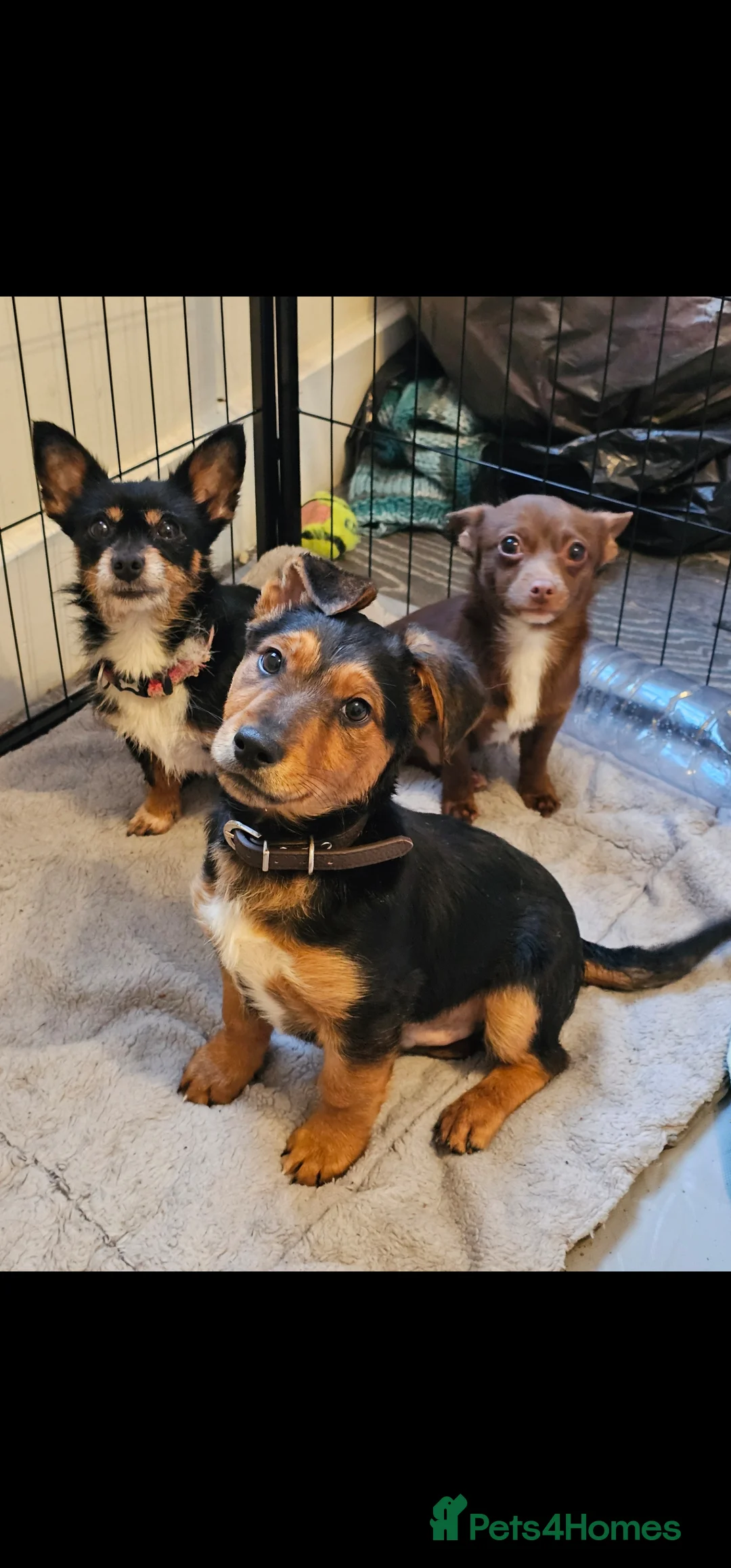 Lancashire Heeler dogs for sale: Male puppy Lancashire Heeler in Burnley - Advert 1