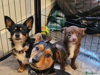 Lancashire Heeler dogs Male puppy Lancashire Heeler in Burnley - Advert 1