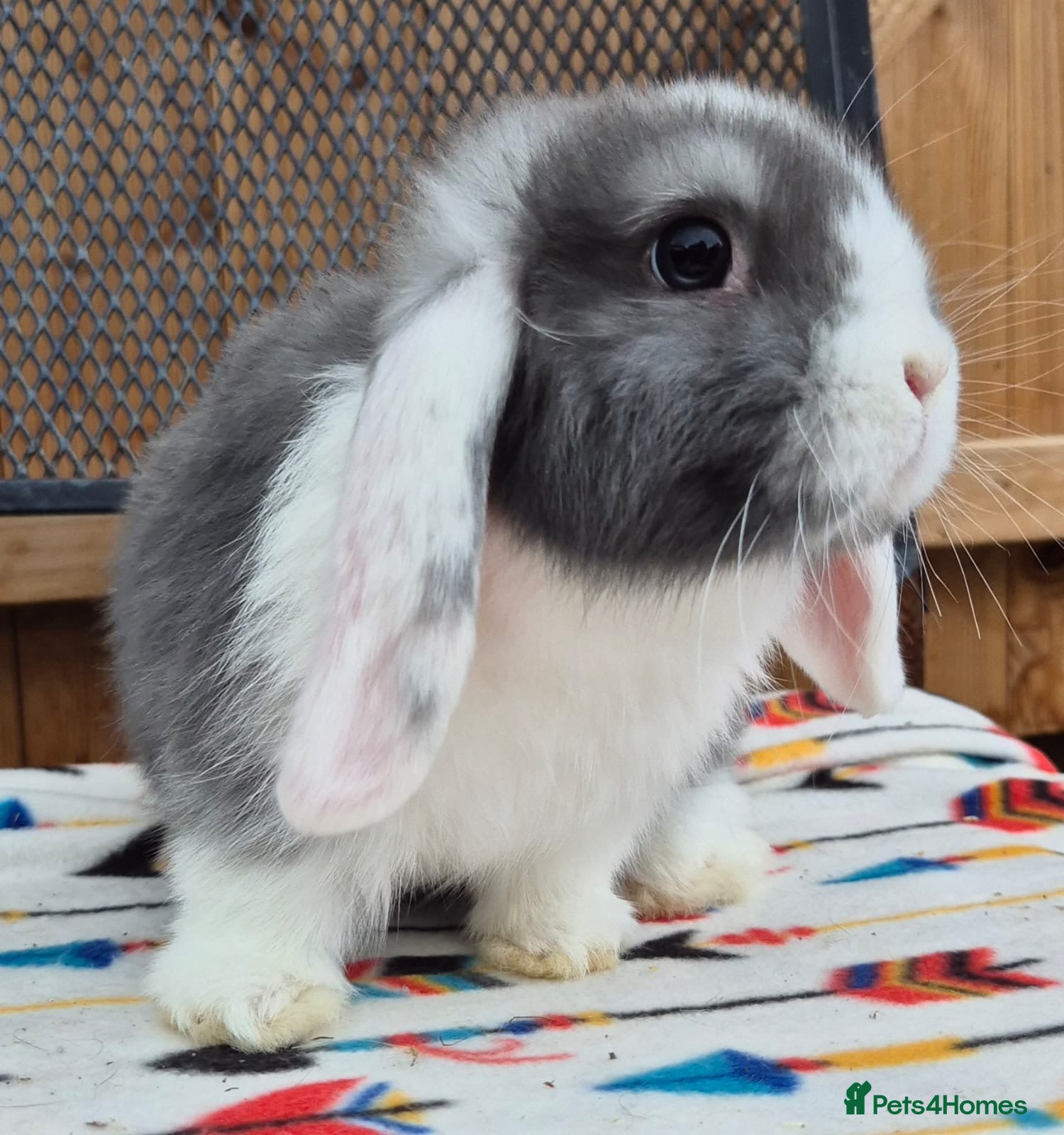 Mini Lop rabbits Mini lops does and bucks 1 does left 3 bucks  - Advert 1