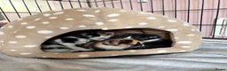 Mixed Breed cats for sale: Kittens  in Rye - Advert 3