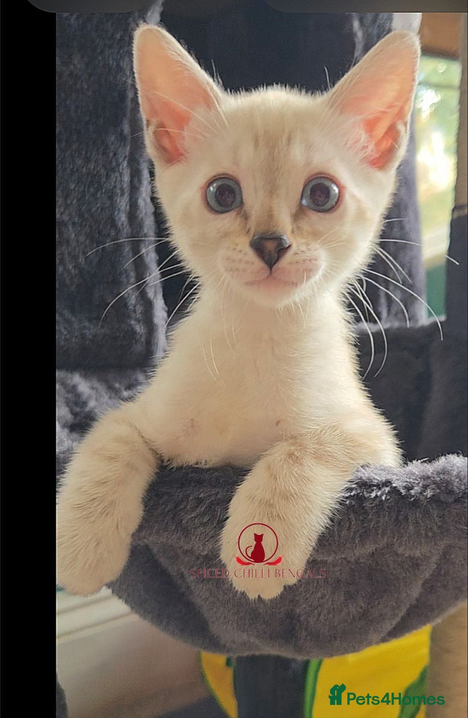 Bengal cats ✨️Last 1 glitter snow champion bengal kittens ✨️ - Advert 2