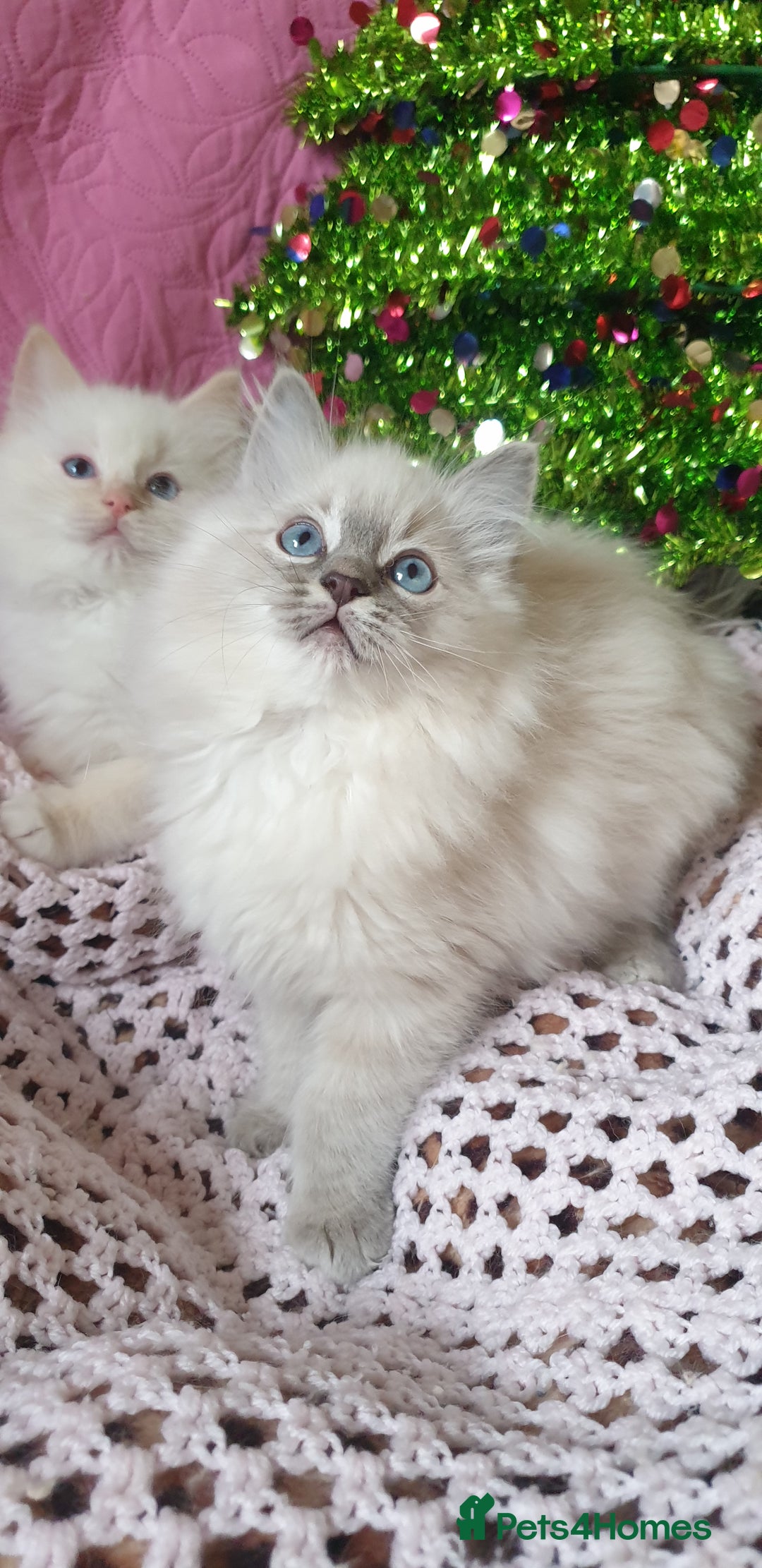 Ragdoll cats for sale: 💗Stunning GCCF registered Ragdoll Kittens. - Advert 1