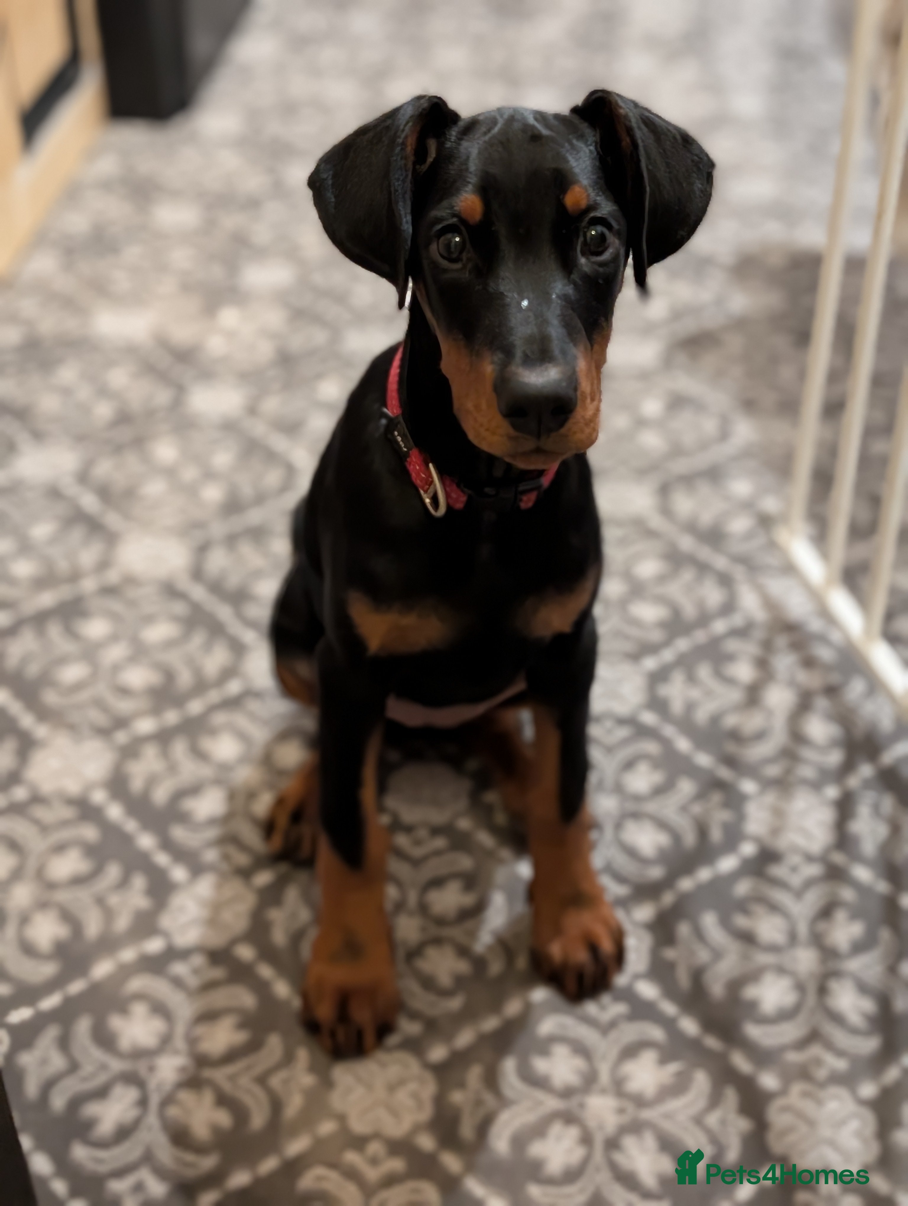 Dobermann dogs Doberman puppies " all reserved " - Advert 6