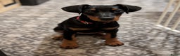 Dobermann dogs for sale: Doberman puppies " all reserved " - Advert 1