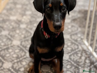 Dobermann dogs Doberman puppies " all reserved " - Advert 6