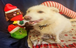 Mixed Breed dogs for adoption: Poppy Popz in Barrow-upon-Humber - Image 27
