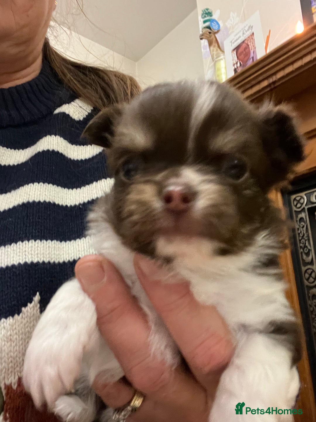 Chihuahua dogs for sale: Beautiful Longcoat Chocolate Chihuahuas - Advert 5