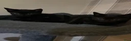 Mixed Breed cats for sale: 2 black female kittens ready now  - Advert 17