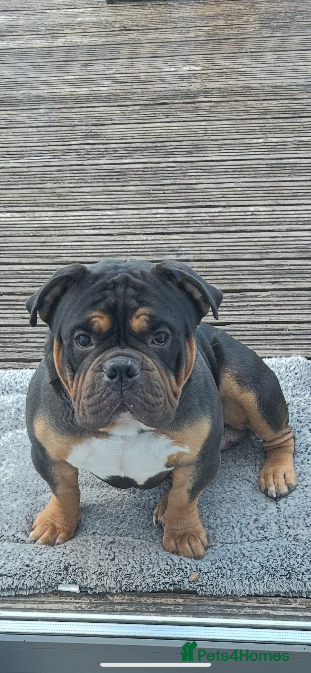 American Bully dogs for sale: BEAUTIFUL pocket bullies  - Advert 12