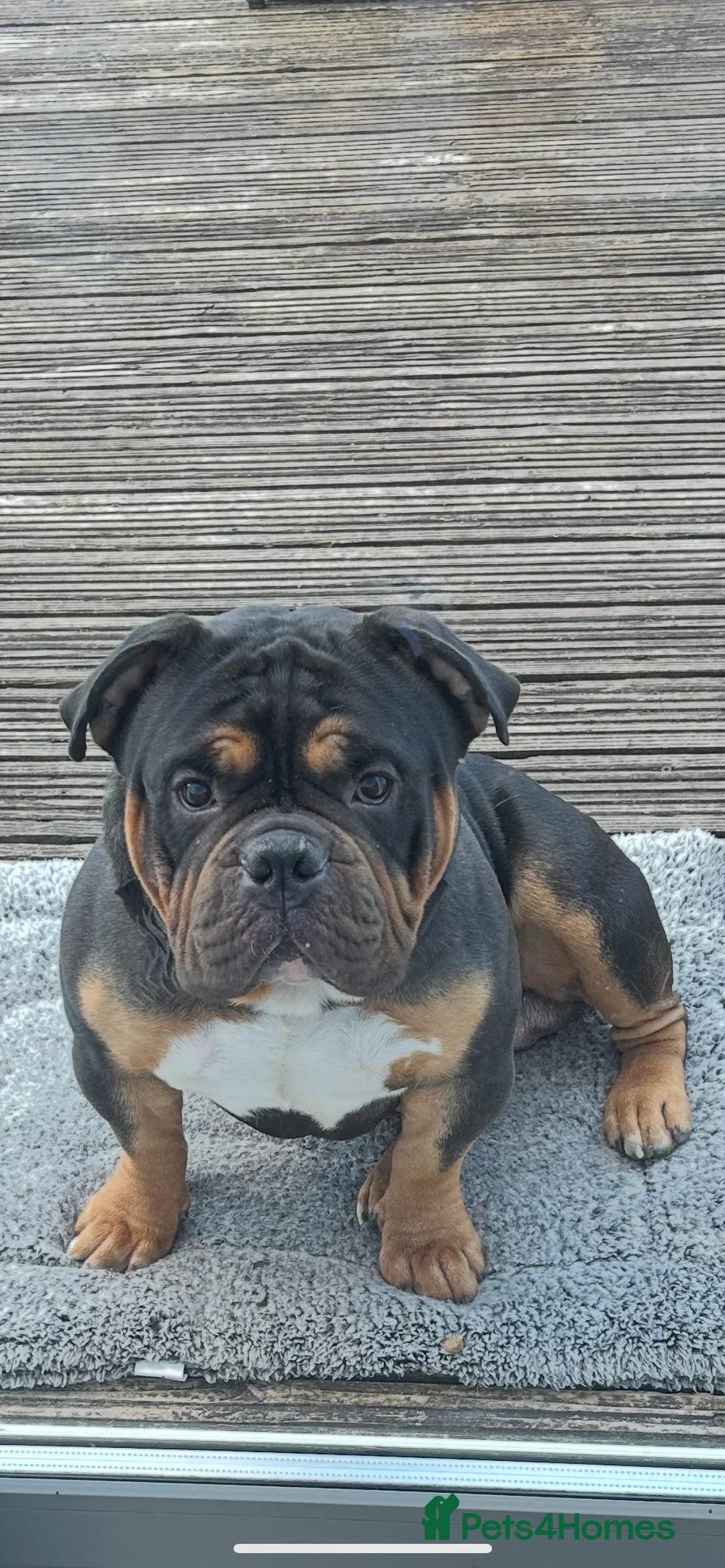 American Bully dogs for sale: BEAUTIFUL pocket bullies  - Advert 10