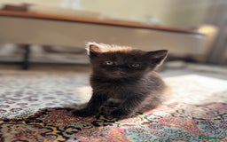 Persian cats for sale: mixed persian & bombay kittens  in Maidstone - Image 24