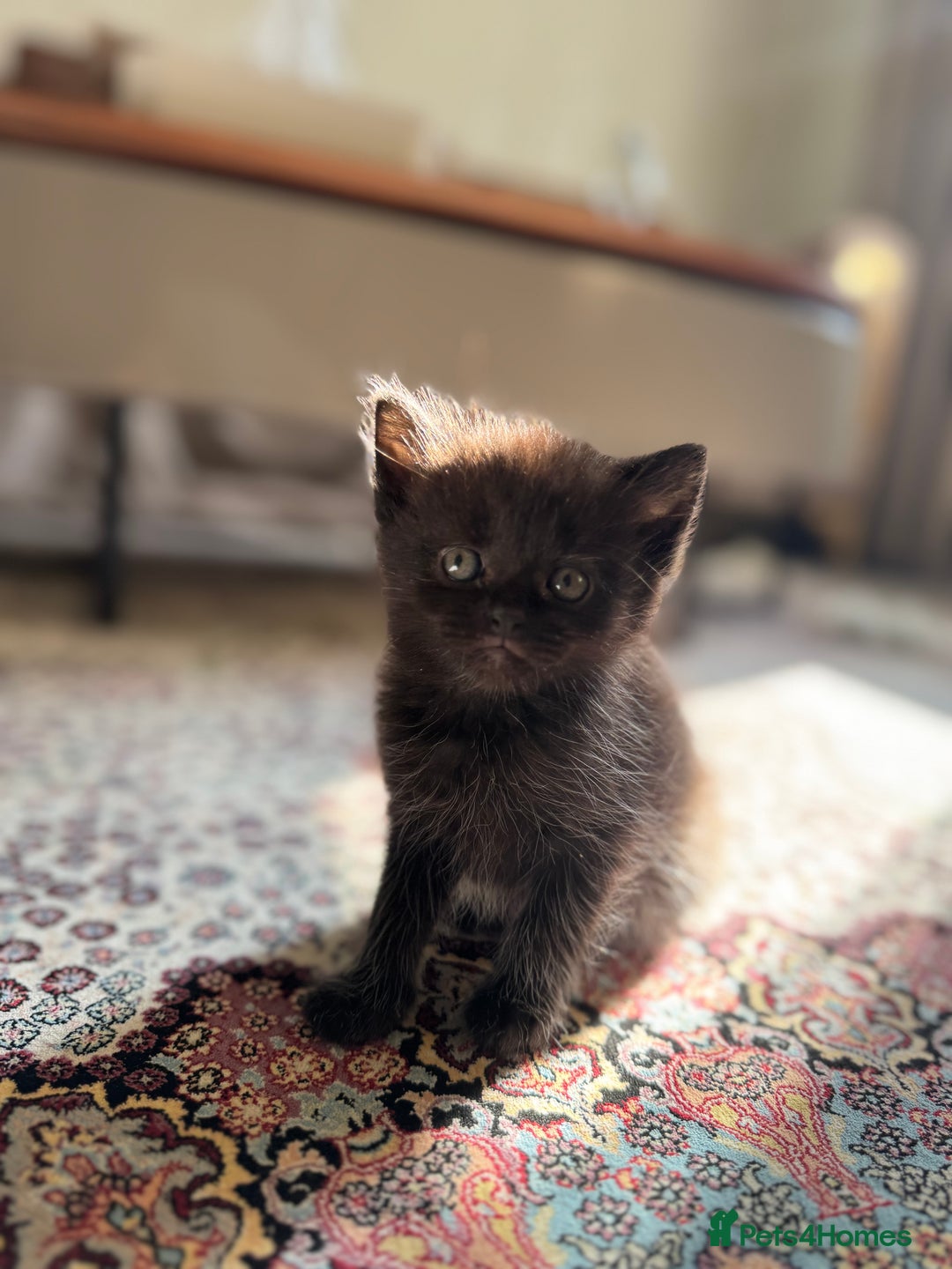 Persian cats for sale: mixed persian & bombay kittens  in Maidstone - Image 24