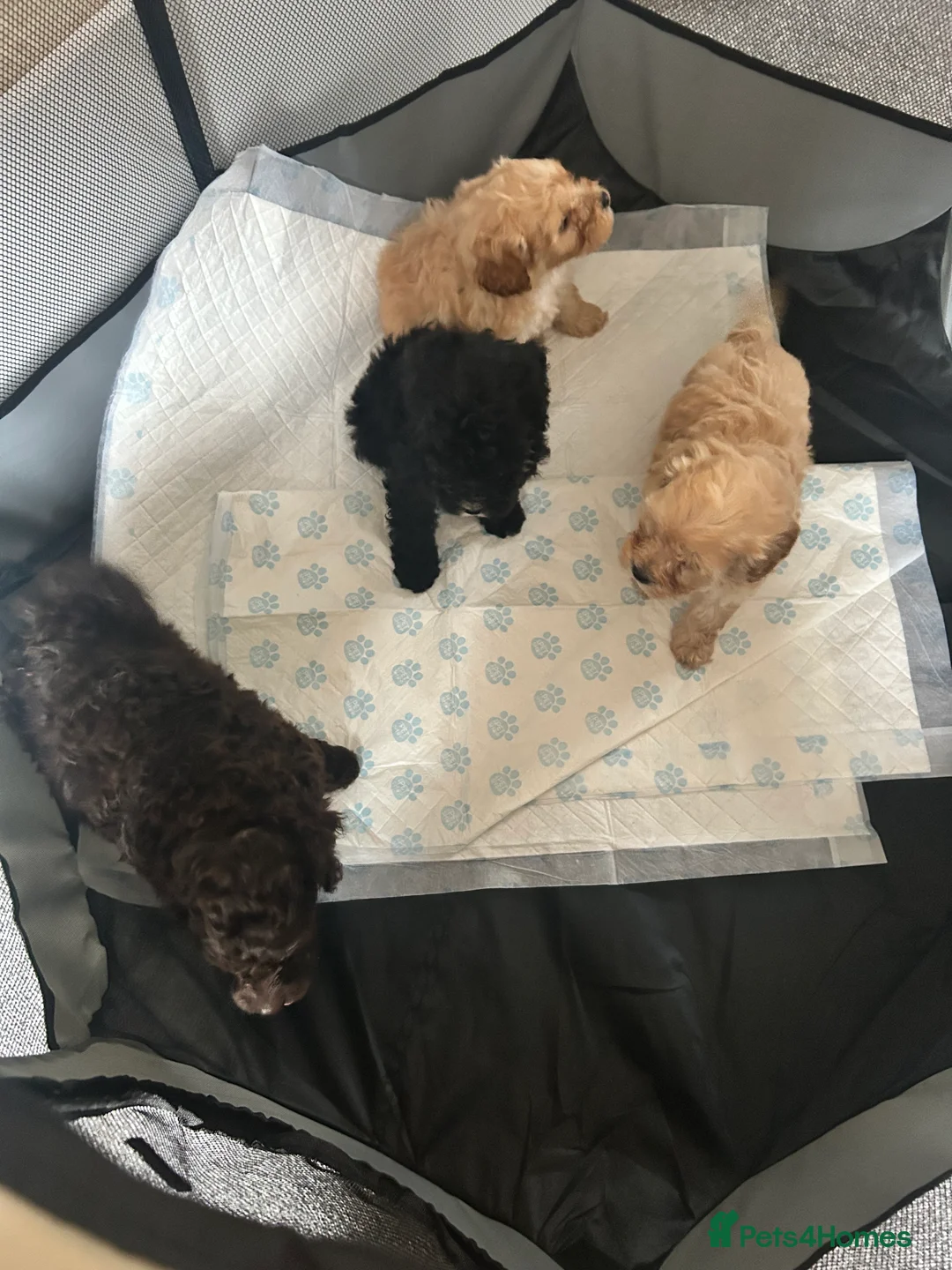 Cavapoo dogs for sale: Cute cavapoo pups - Advert 6
