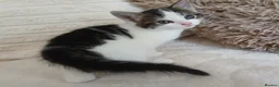 Mixed Breed cats for sale: Kittens for sale  in Middlesbrough - Advert 4