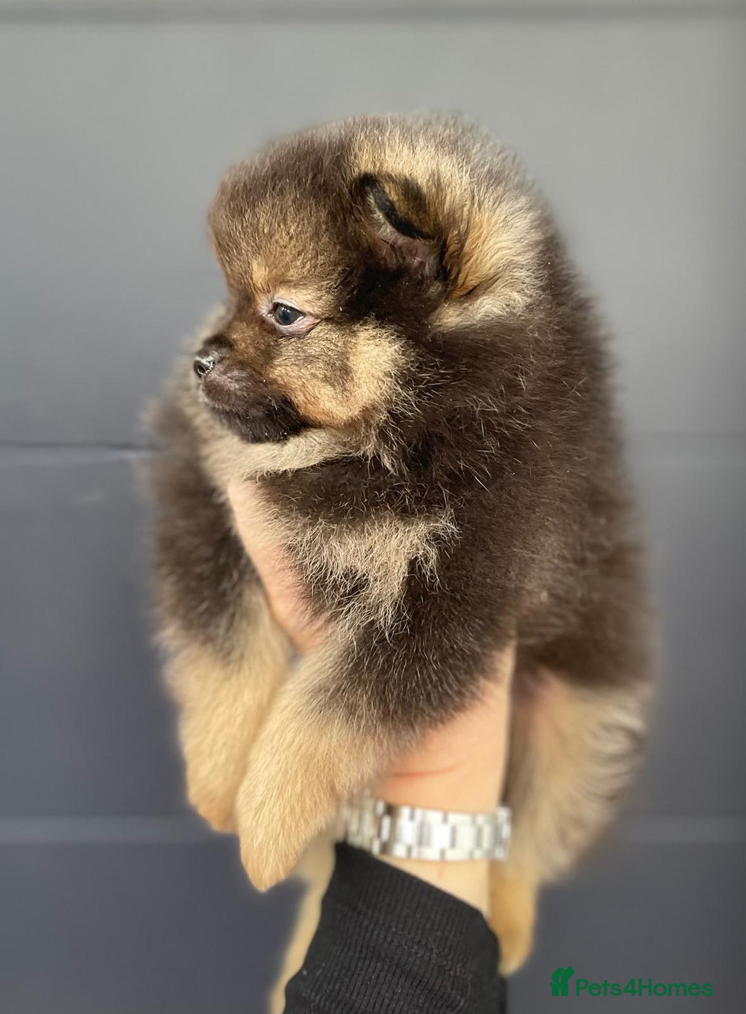 Pomeranian dogs for stud: 💜🧡Lilac & tan KC stud Benji champions in line  in Guildford - Image 19