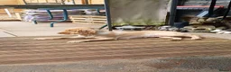 Cocker Spaniel dogs for sale: Beautiful golden and white 2.7yrs cocker spaniel  - Advert 2