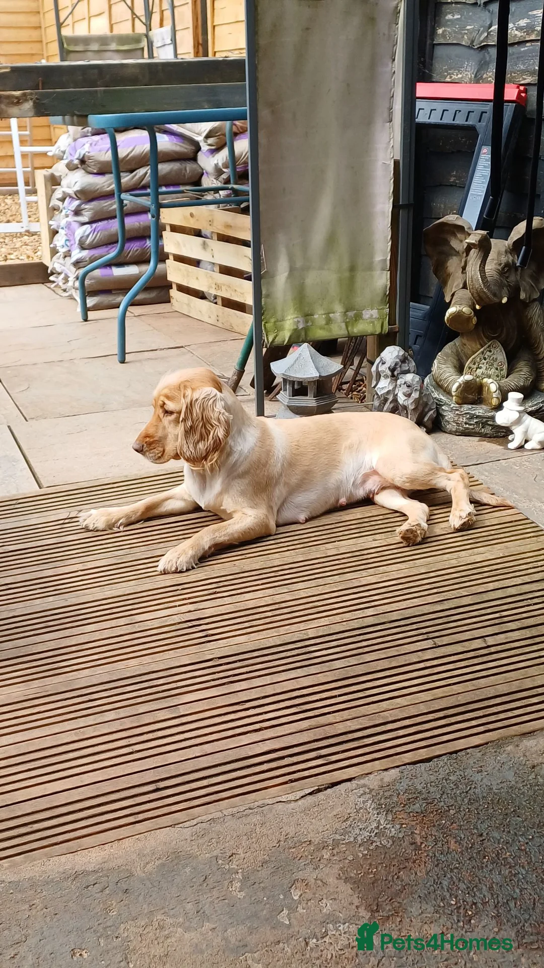 Cocker Spaniel dogs for sale: Beautiful golden and white 2.7yrs cocker spaniel  - Advert 2
