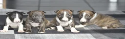 Miniature Bull terrier dogs for sale: Top quality miniature bull terrier puppies  - Advert 4