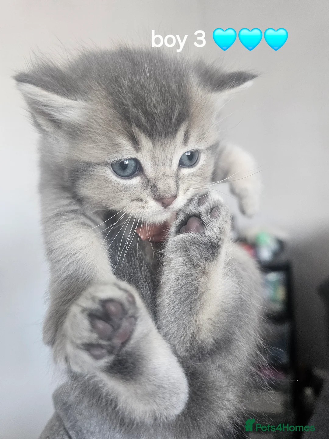 Mixed Breed cats for sale: BSH/RAGDOLL kittens - Advert 2