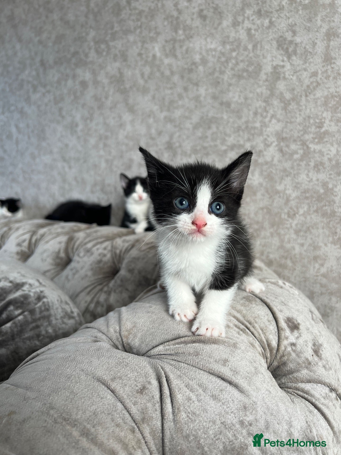 Mixed Breed cats 1 Female kitten ~ Ready to reserve  - Advert 1