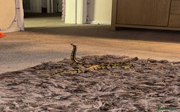 Python Snake reptiles for sale: Ball python  - Image 2