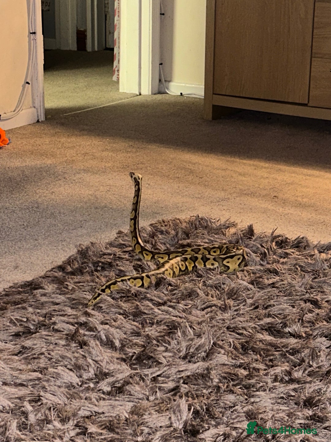 Python Snake reptiles for sale: Ball python  - Image 2