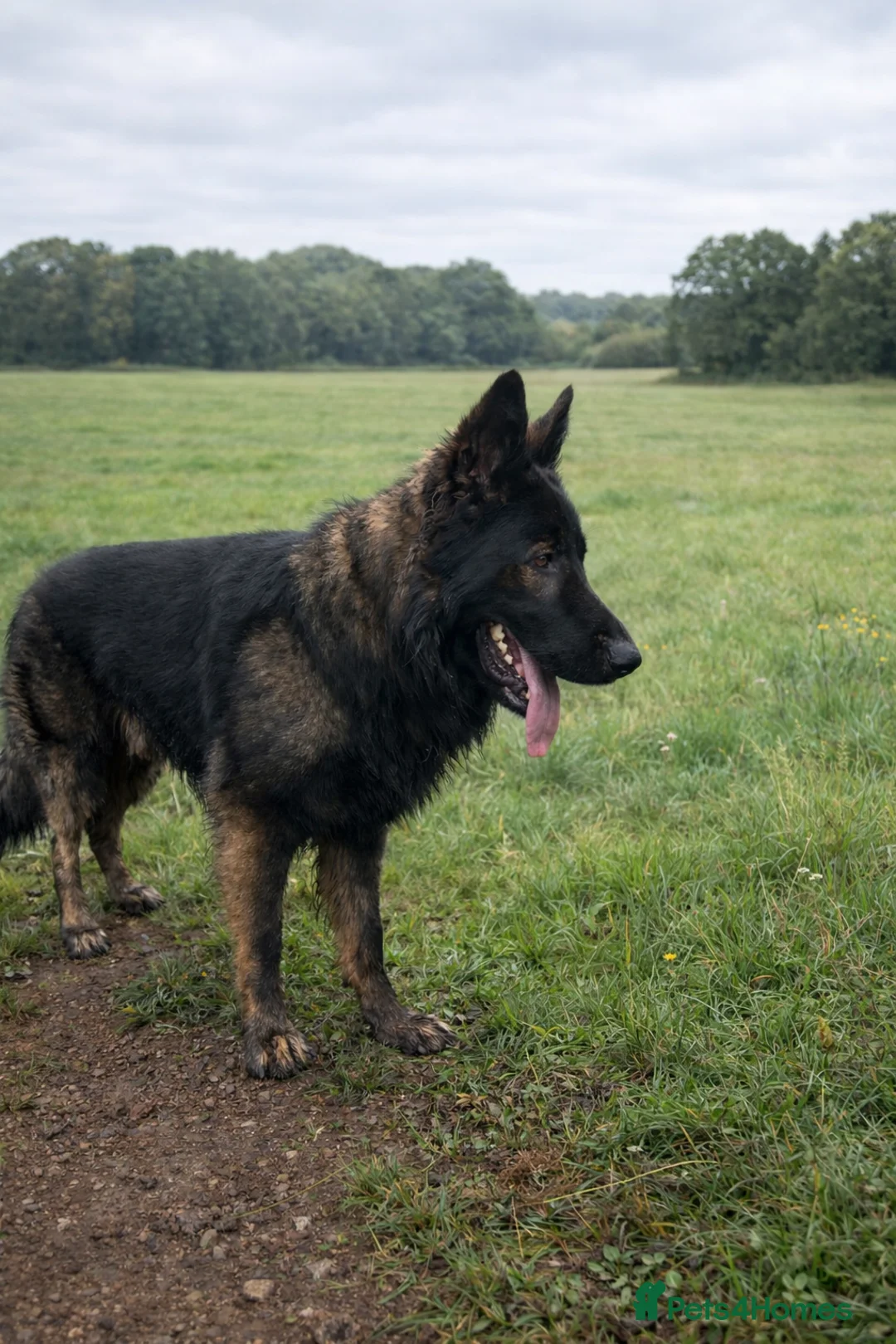 German Shepherd dogs for stud: Giant big boned KC shepherd  - Advert 5