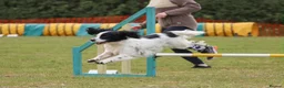 Cocker Spaniel dogs for sale: KC reg working cocker  in South Molton - Advert 7