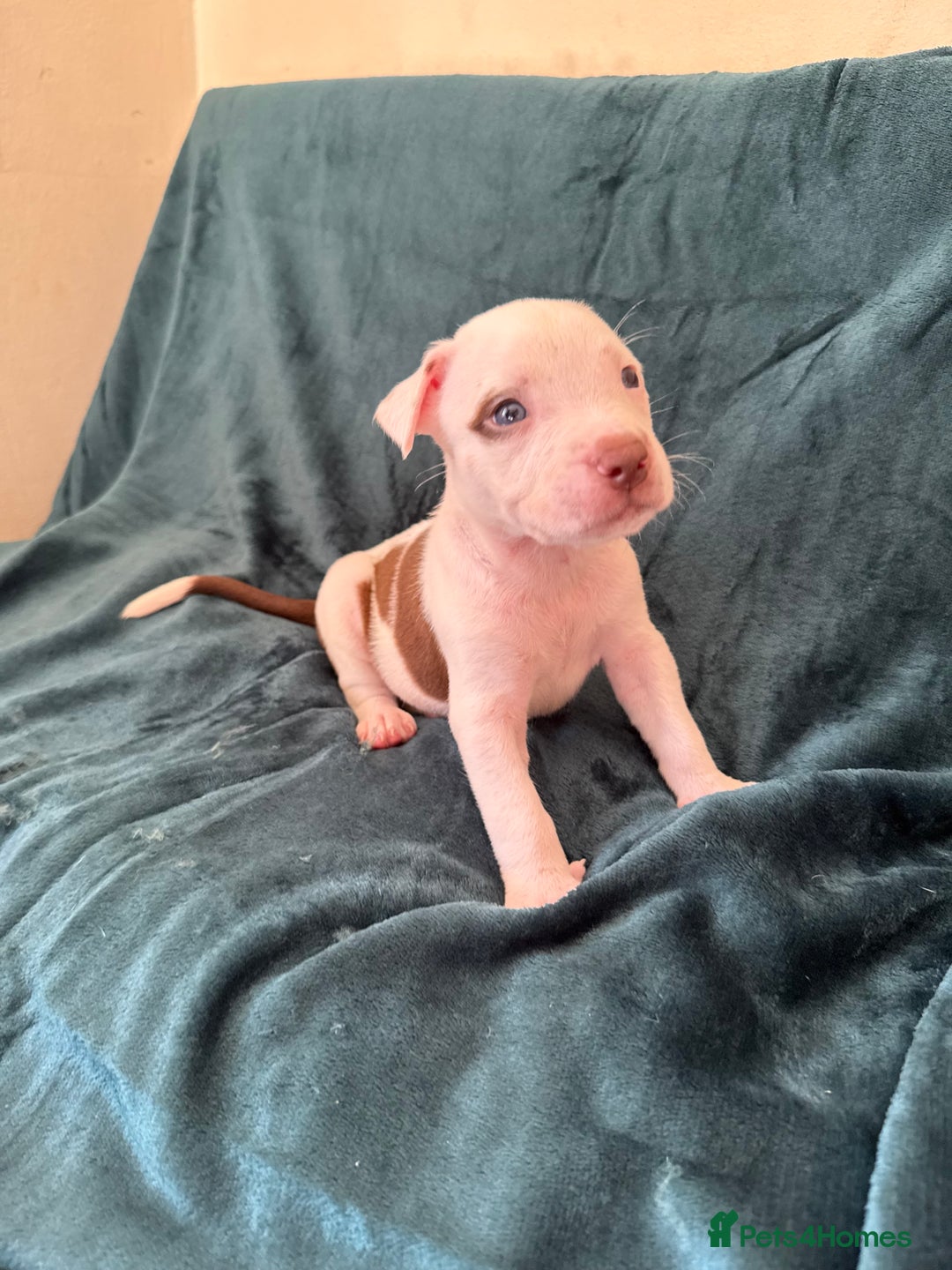 Mixed Breed dogs for sale: Spaniel crossed  - Image 10