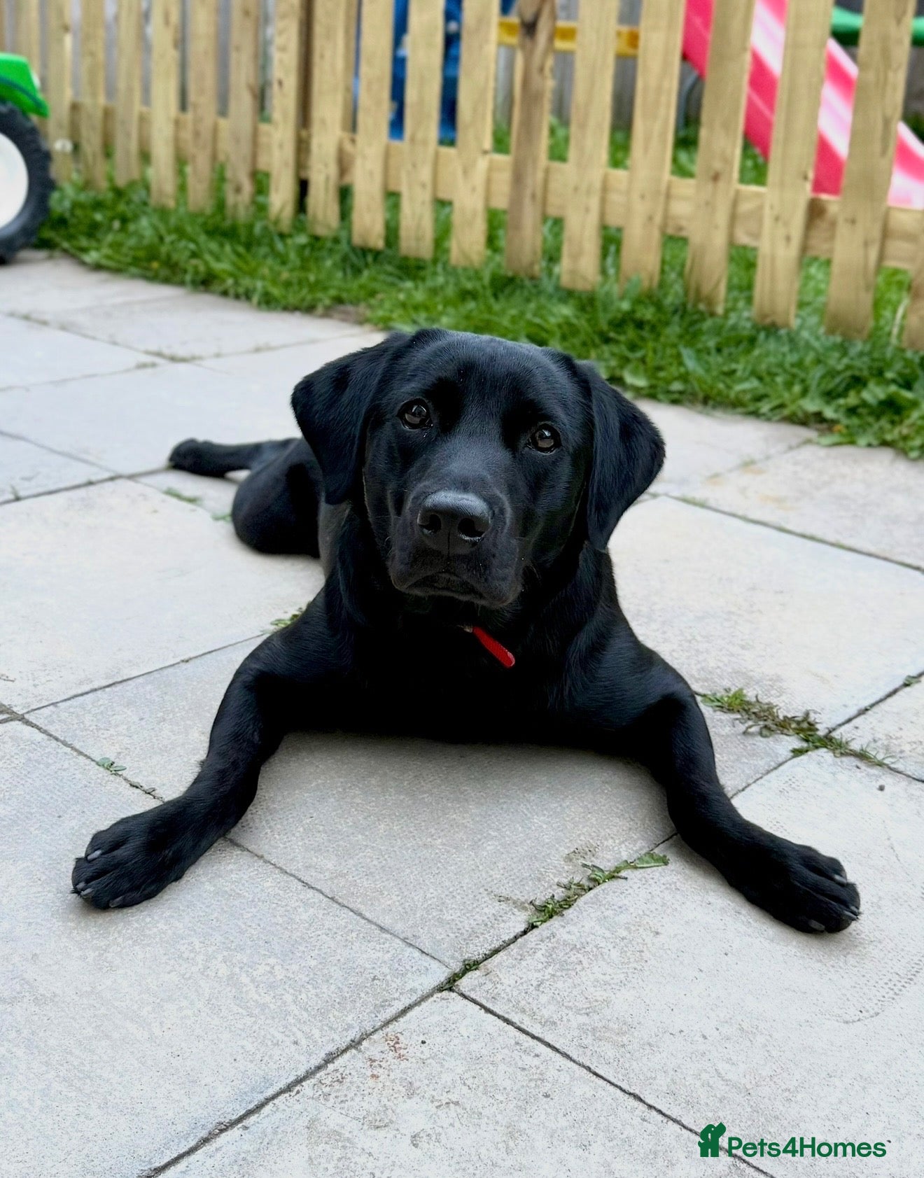 Labrador Retriever dogs KC Registered Black Labrador Bitch 13mnth Old - Advert 2