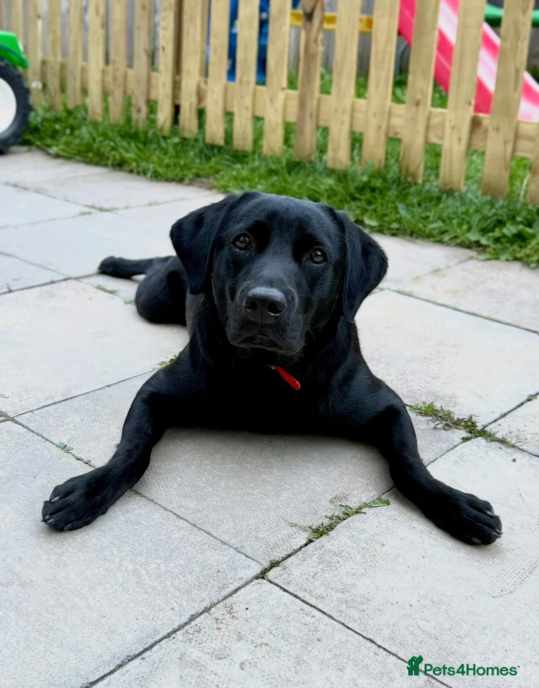 Labrador Retriever dogs for sale: KC Registered Black Labrador Bitch 13mnth Old in York - Advert 1