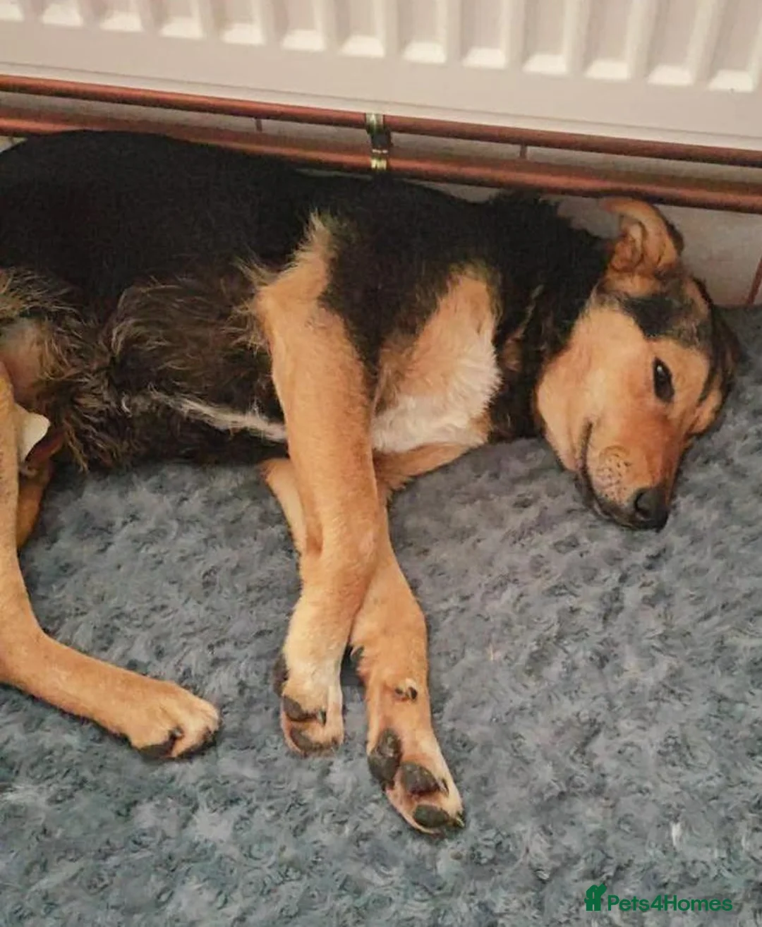 Mixed Breed dogs for adoption: 🐾 Meet Larisa - a gentle girl for a Loving Home💛 - Advert 10