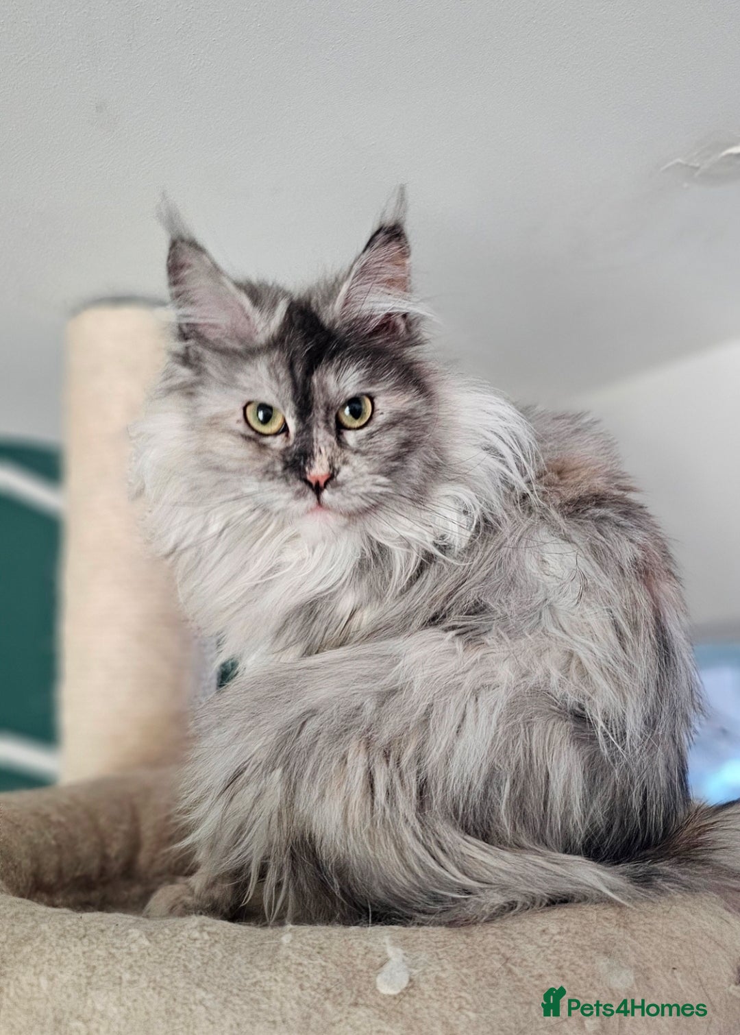 Maine Coon cats for sale: TICA maine coon kittens ready to leave - Advert 5