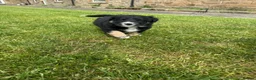 Border Collie dogs for sale: Border Collie Puppy’s litter of 6 gorgeous pups.  - Advert 34