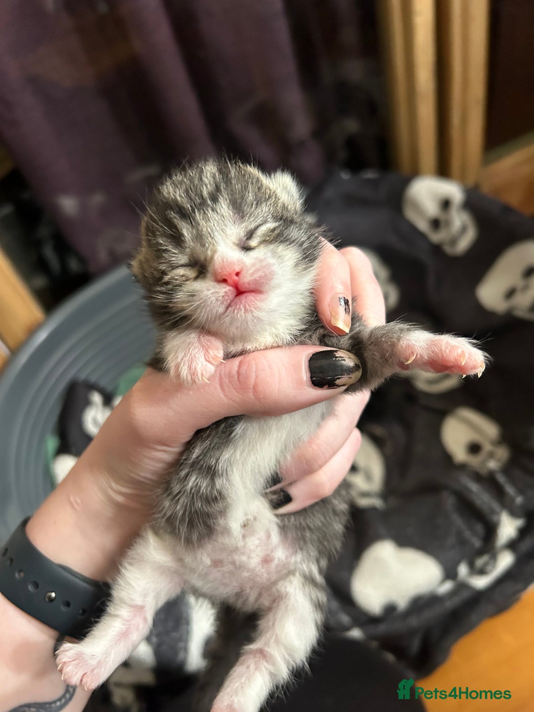 Domestic Shorthair cats for sale: BEAUTIFUL KITTENS FOR SALE, READY TO GO 29th AUG - Image 19