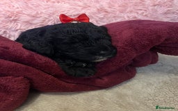 Goldendoodle dogs for sale: F1B Goldendoodle Puppies (SOLD) - Image 18