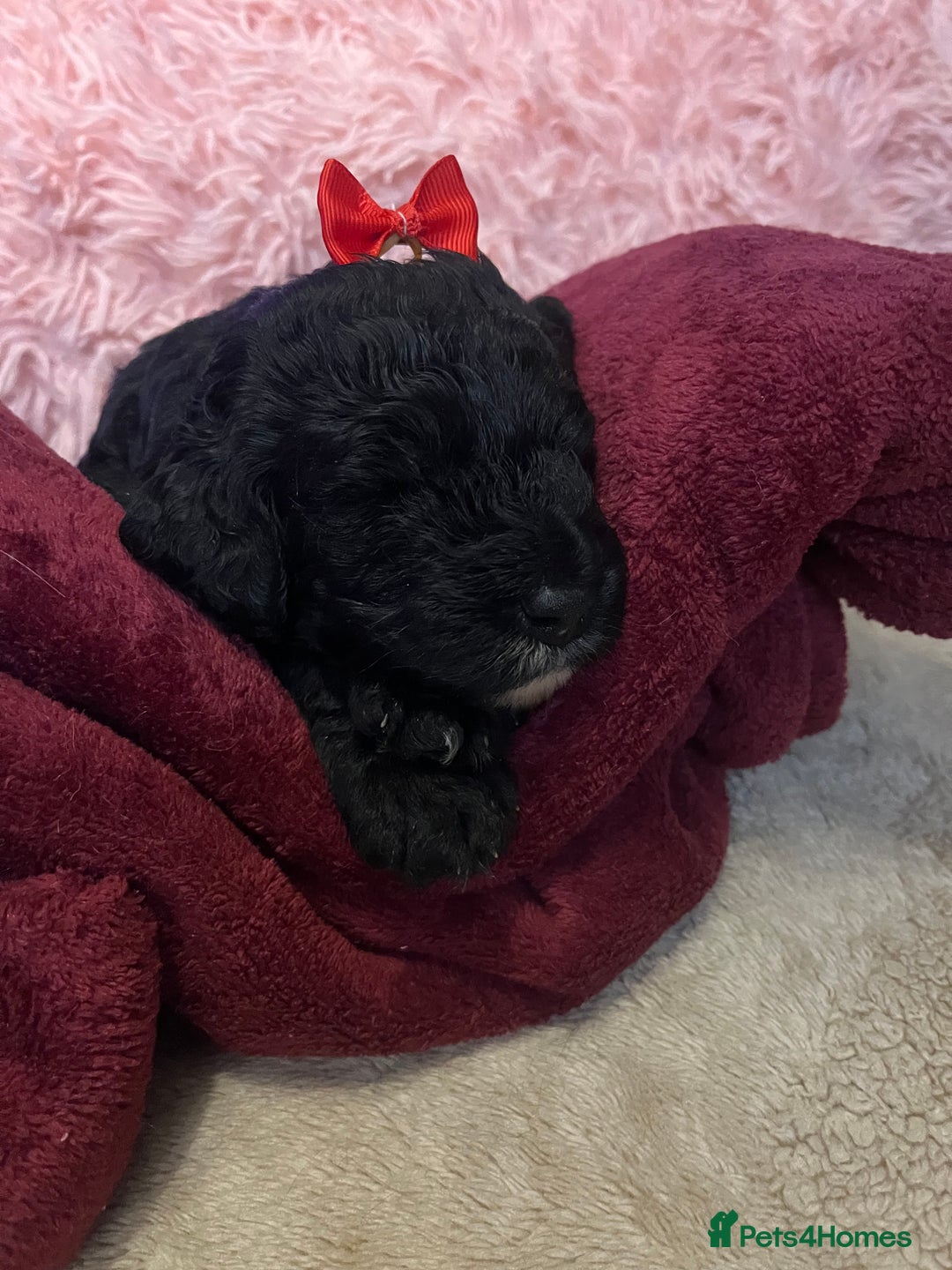 Goldendoodle dogs for sale: F1B Goldendoodle Puppies (SOLD) - Image 18