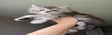 Possom